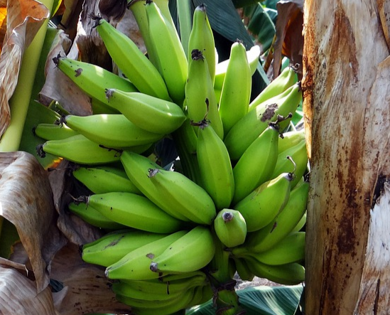 plantain - zeleninovy banan - trs bananu